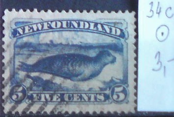 Newfoundland 34 C