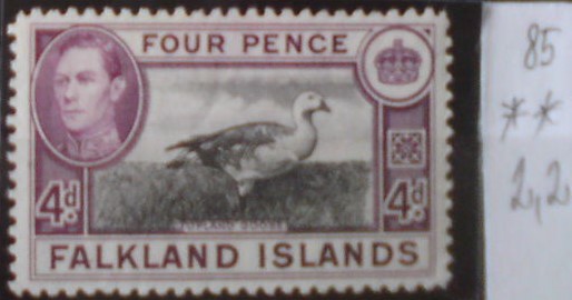 Falklandské ostrovy 85 **
