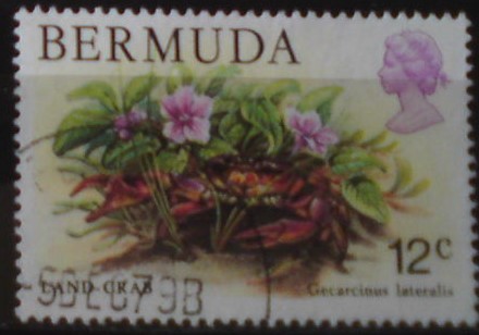 Bermudy 359